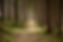 Forest Pathway View