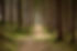 Quiet Forest