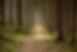 calme Forêt