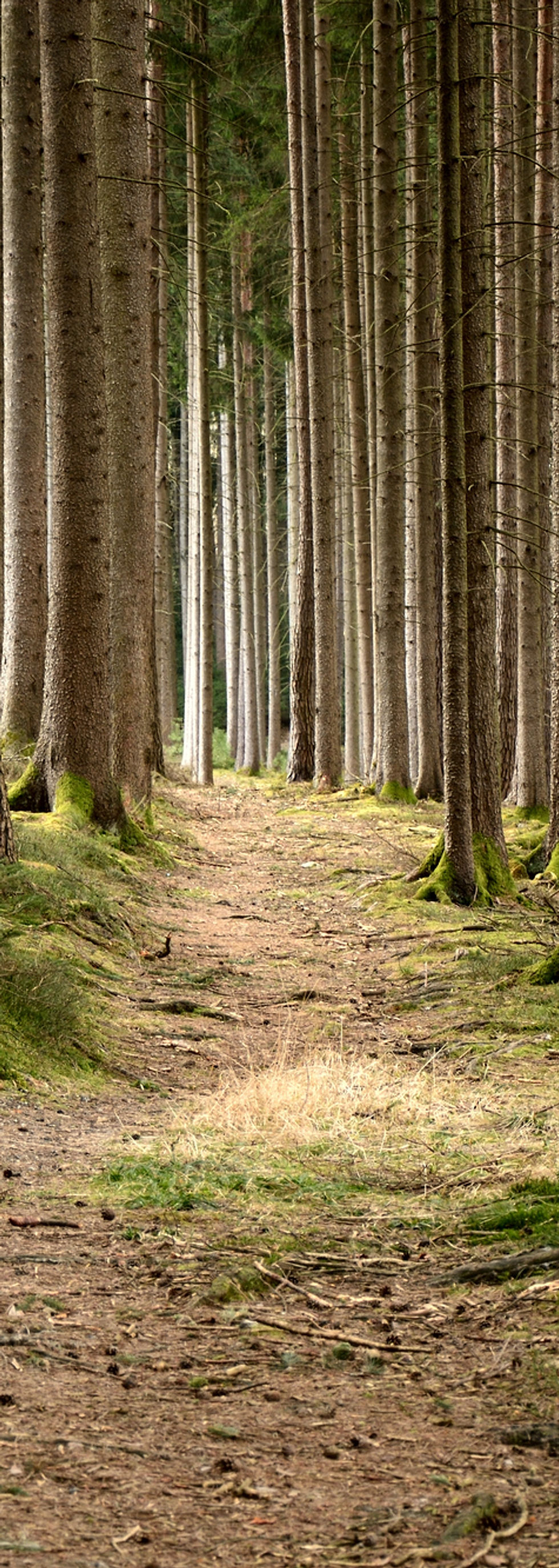 Quiet Forest