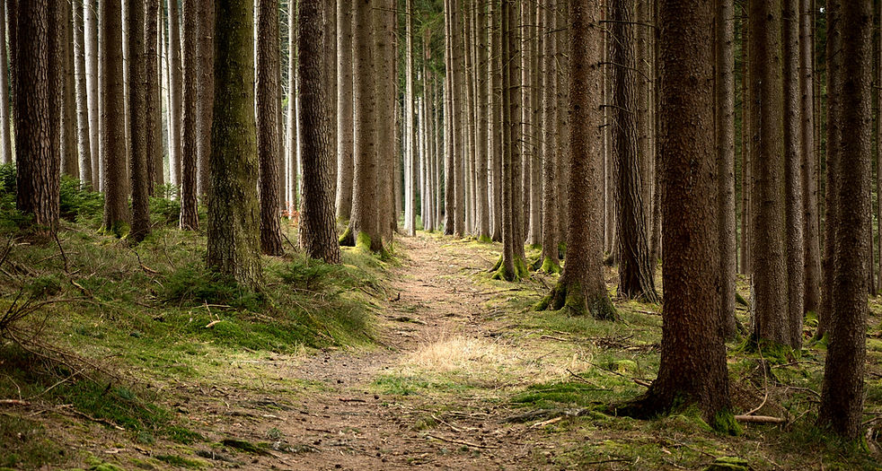 Quiet Forest