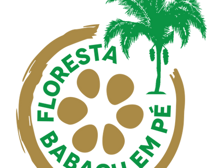 Boletim eletrônico Projeto Floresta de Babaçu em Pé