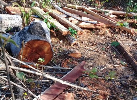 No Cerrado Piauiense, comunidade de quebradeiras de coco denuncia extração ilegal de madeira nativa