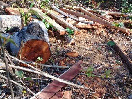 No Cerrado Piauiense, comunidade de quebradeiras de coco denuncia extração ilegal de madeira nativa