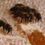 Thumbnail: Beekeeping Experience Gift Voucher 