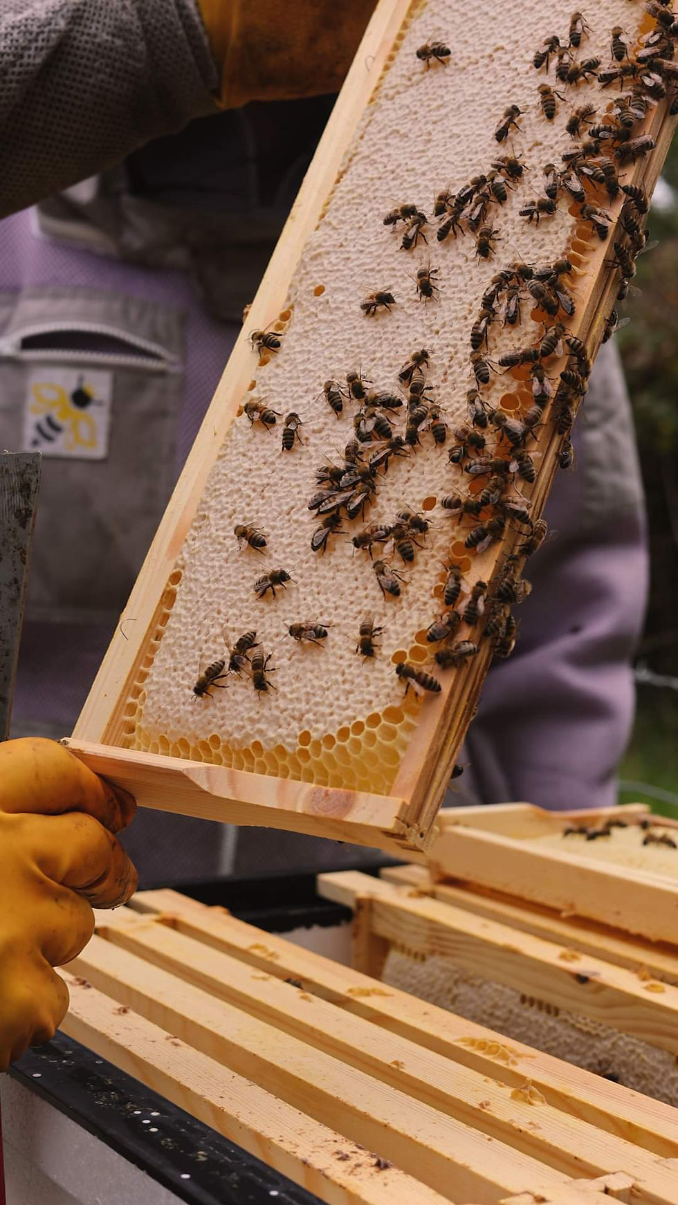 Beekeeping Experience Gift Voucher 