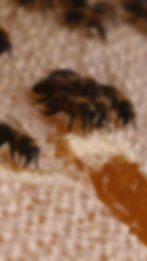 Little Walterstone Farm Honey (227g) with 10cm