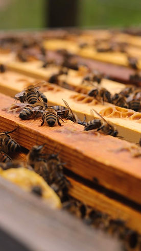 Honeybees up close