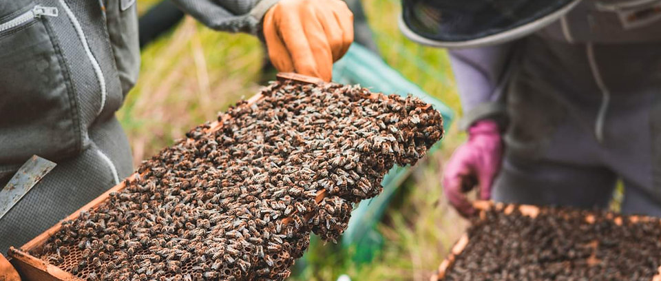 Beekeeping Experience Day for 2026