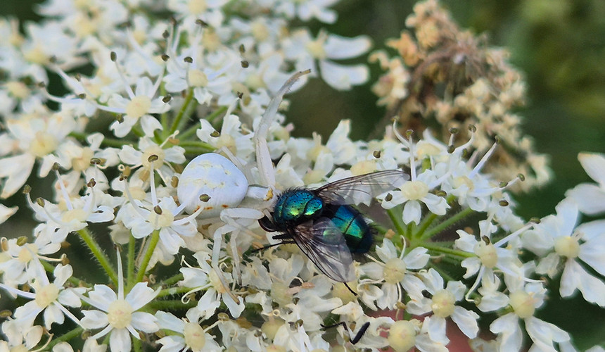 Misumena vatia. the striking crab spider perfectly camouflaged against the white of hogweed flowers,