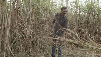Cutting Cane.jpg