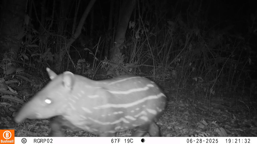 Nasce oitavo filhote de anta na Reserva Ecológica de Guapiaçu.