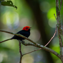 Nova ave é avistada em área da Reserva Ecológica de Guapiaçu