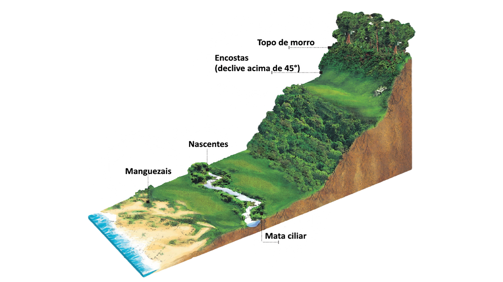 Fotos site Replantica_edited.png