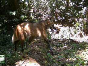 Lobo Guará é flagrado por armadilha fotográfica na Mata Atlântica do Brasil