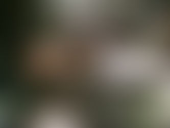 Lobo Guará é flagrado por armadilha fotográfica na Mata Atlântica do Brasil