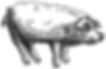 Illustrated Pig
