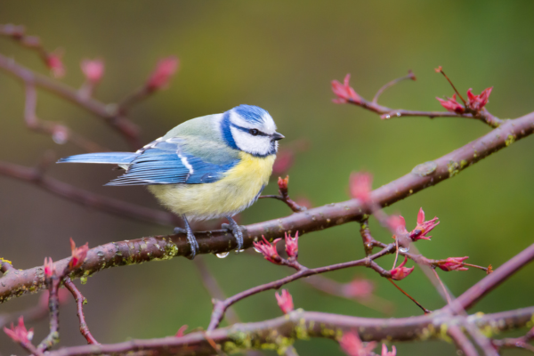 Vogel auf Ast