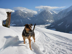 Ein Hund bei Sonnenschein auf einem verschneiten Weg. Dahinter sieht man das Bergpanorama.
