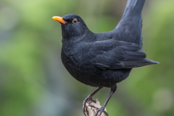 Amsel auf Ast