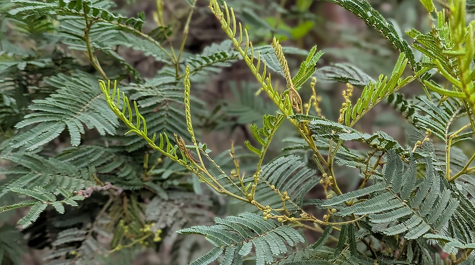 A Poohsticks kind of morning