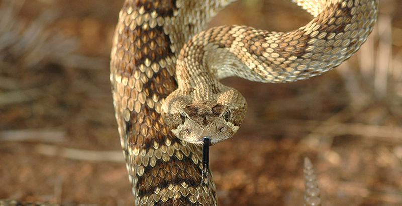 Rattlesnake Advisory: Rattlesnake Safety in the Regional Parks