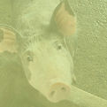 Untitled design - 2.jpeg