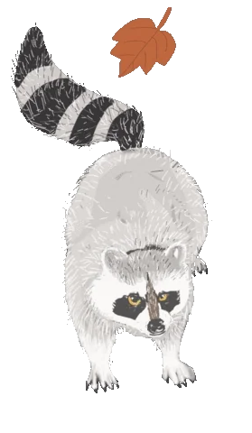 Waschbär-Gif-Sticker