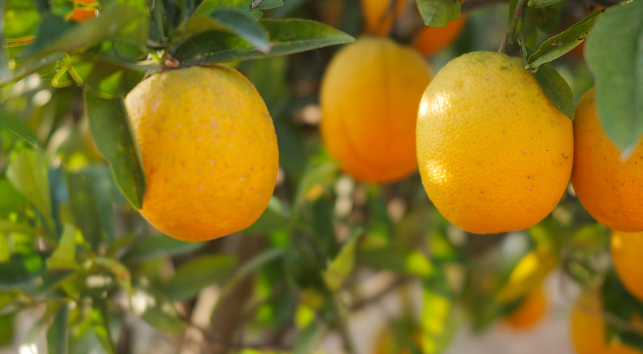Pflückreif für unsere Kisten - Bio Orangen auf Joãos Farm