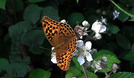 Silver-washed Fritillary_edited.jpg