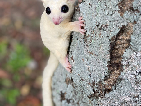 ムーンエタニティの由来