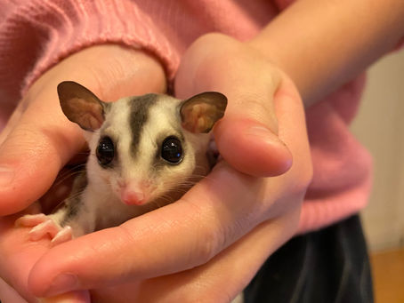 モザイク　福くん☆