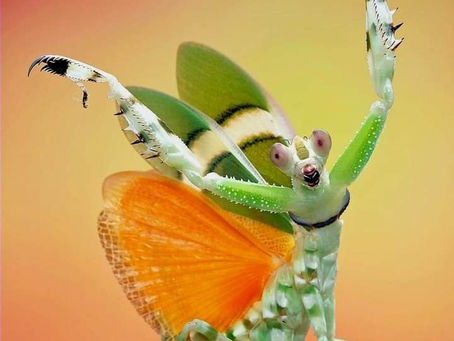 INTOLERANCE - TOLERANCE