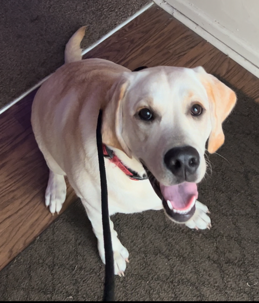 Dog Genie private dog training session in Hampton Roads Virginia