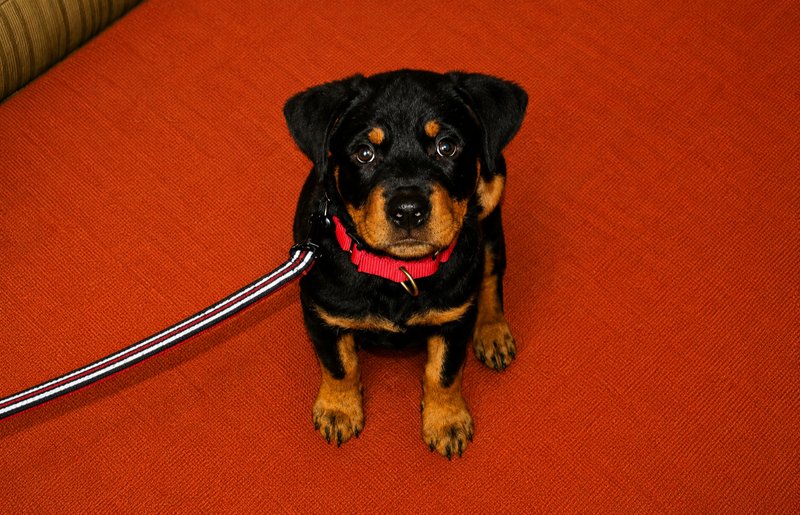 Dog Genie private dog training session in Hampton Roads Virginia