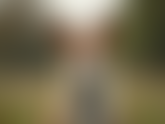 Why Choose Maynard Dog Training Solutions