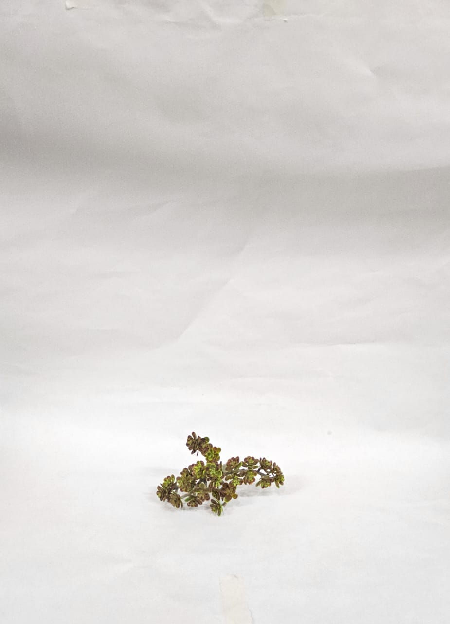 Suculenta Brinco Marrom e Verde