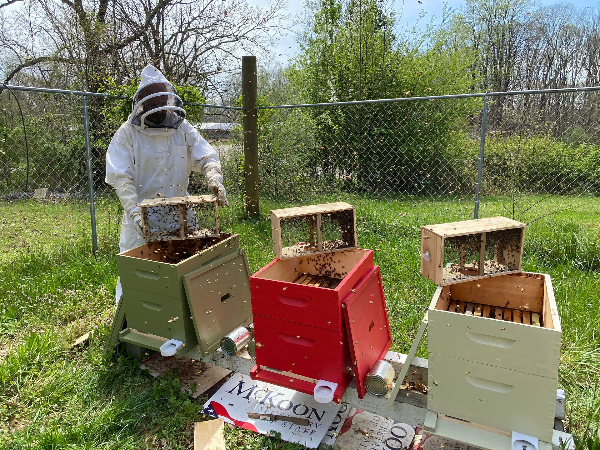Close-up of honeybee collecting nectar at Montaluce Vineyard in Georgia