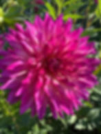 Thumbnail: Bloomquist Magical