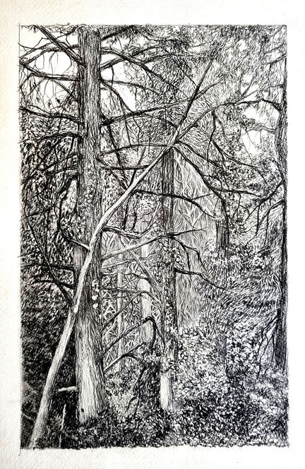 trees, graphit drawing