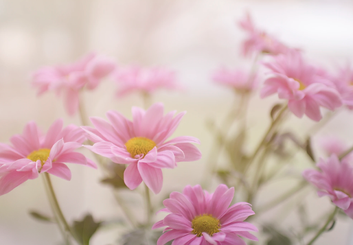 photo-fleurs des champs roses.webp