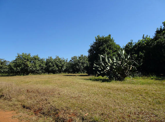 Macadamia Bäume