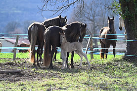 DSC_0232 6.JPG