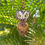 Thumbnail: Owl + Arizona Petrified Wood Totem