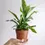 Thumbnail: Staghorn Fern