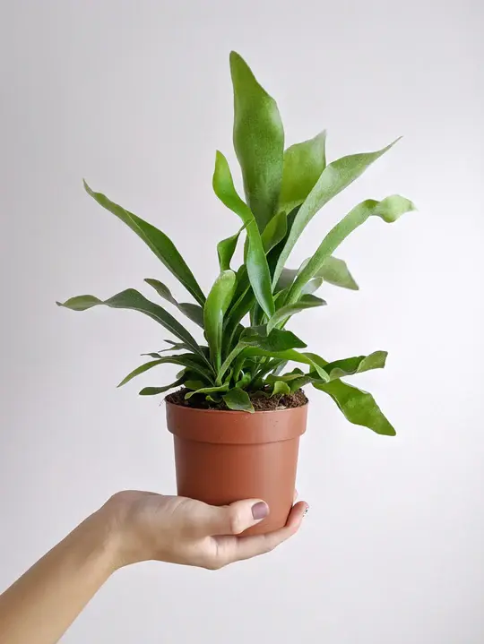 Staghorn Fern