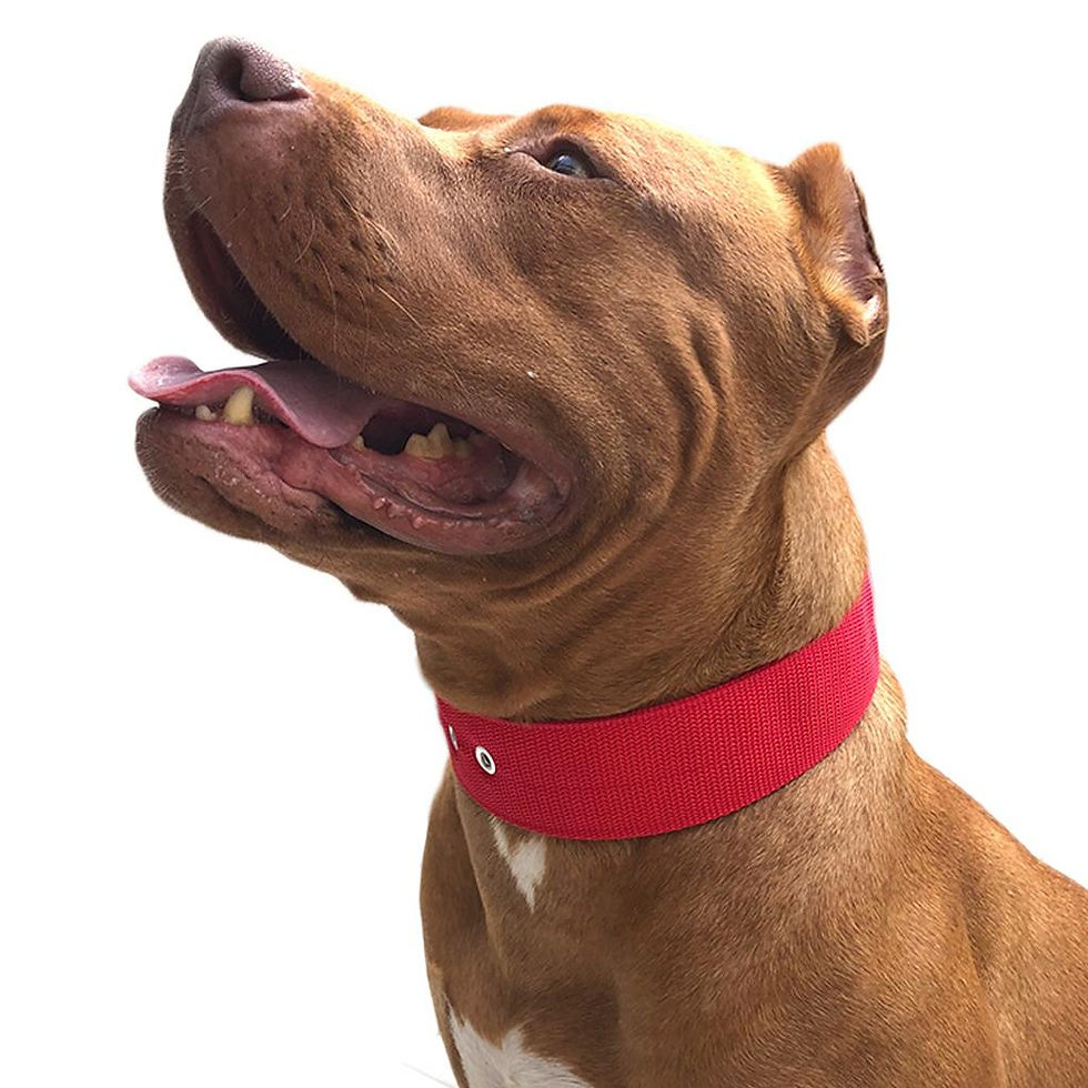 Miniatura: COLEIRA TRADICIONAL (SEM NOME) - VERMELHA