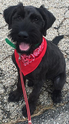 giant schnauzer puppy with red bandanna puppy training classes lexington ky