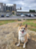 Icelandic sheepdog sitting in front of a castle