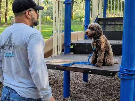 Dog trainer in Kentucky teaching a Poodle puppy obedience at a park.